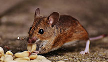 24 Hour & Emergency Exterminators in Lookout Mtn, TN